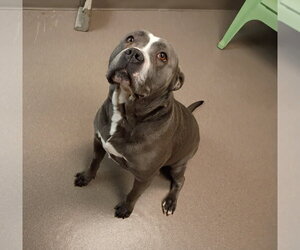 Mutt Dogs for adoption in La Porte, IN, USA