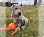 Small #2 Great Dane