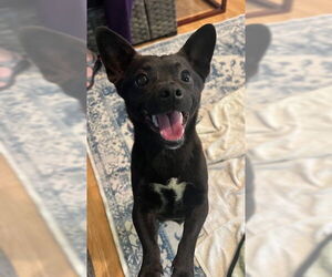 Chihuahua-Unknown Mix Dogs for adoption in Bellevue, WA, USA
