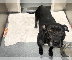 Mutt Dogs for adoption in Orange, CA, USA