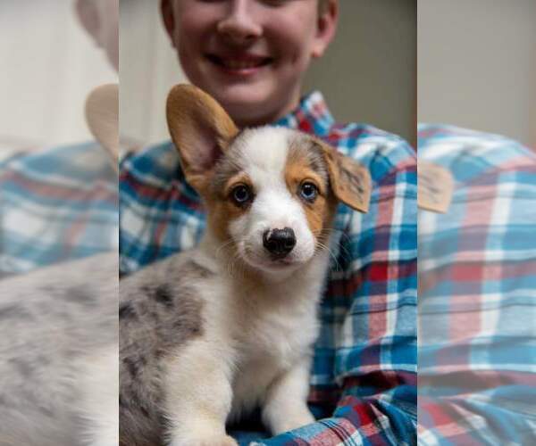 Medium Photo #3 Pembroke Welsh Corgi Puppy For Sale in HARTWELL, GA, USA