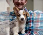 Small Photo #3 Pembroke Welsh Corgi Puppy For Sale in HARTWELL, GA, USA