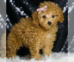 Puppy 5 Poodle (Toy)