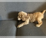 Small #6 Cocker Spaniel