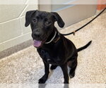 Small Labrador Retriever