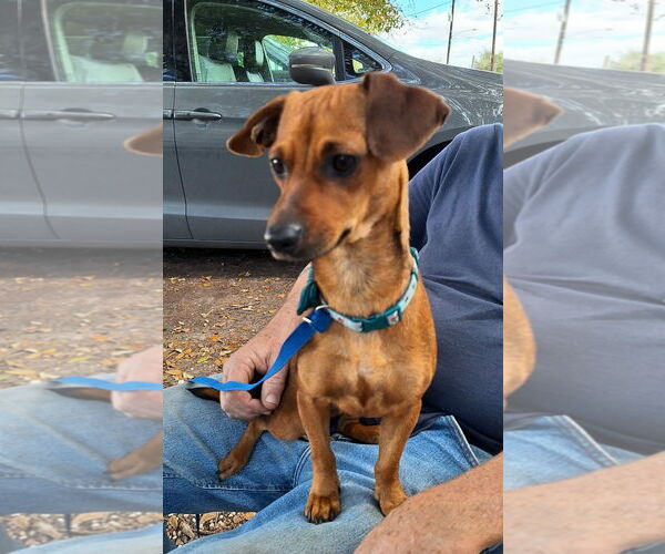 Medium Photo #4 Chiweenie Puppy For Sale in Missouri City, TX, USA