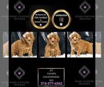 Puppy Jet F1B Goldendoodle (Miniature)