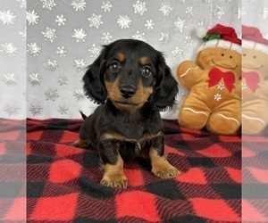 Dachshund Puppy for sale in FRANKLIN, IN, USA