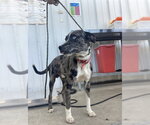 Small Texas Heeler