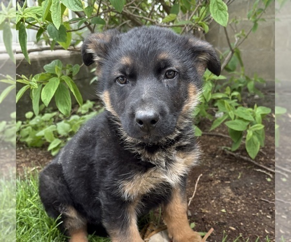 Medium Photo #4 German Shepherd Dog Puppy For Sale in MIDDLEBURY, IN, USA