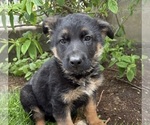 Small #3 German Shepherd Dog