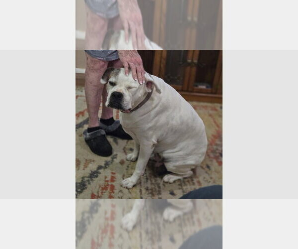 Medium Photo #1 Boxer Puppy For Sale in Austin, TX, USA