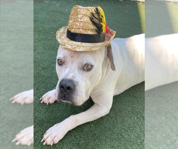 Medium Photo #2 American Pit Bull Terrier-Unknown Mix Puppy For Sale in Texas City, TX, USA