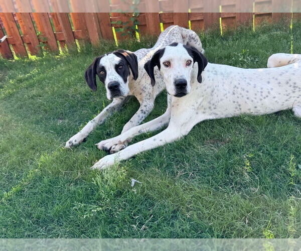 Medium Photo #2 Great Dane-Unknown Mix Puppy For Sale in Bullard, TX, USA