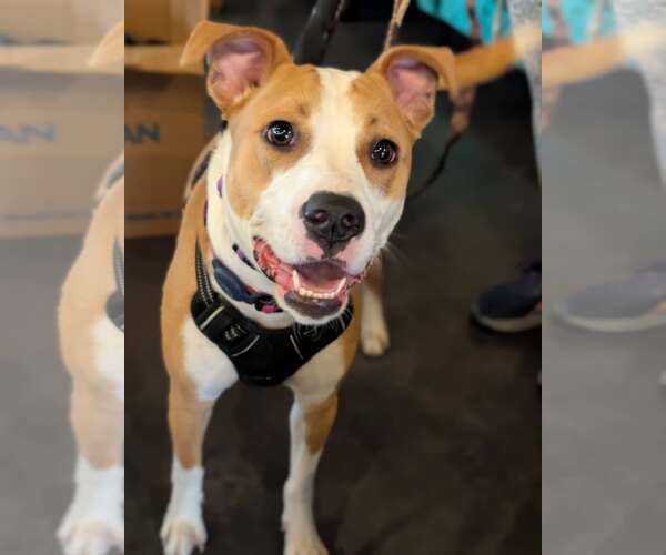 Medium Photo #1 American Staffordshire Terrier-Unknown Mix Puppy For Sale in Holly Springs, NC, USA