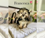 Small Photo #9 Morkie Puppy For Sale in MURFREESBORO, TN, USA
