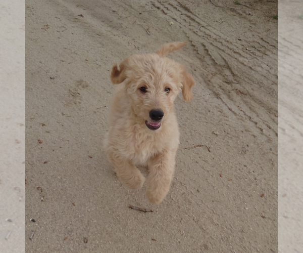 Medium Photo #1 Goldendoodle Puppy For Sale in PEYTON, CO, USA