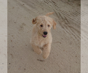 Goldendoodle Puppy for sale in PEYTON, CO, USA