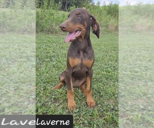 Doberman Pinscher Puppy for sale in POMEROY, OH, USA