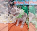 Small #4 Great Dane