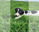 Puppy Hannah Dachshund