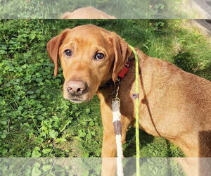 Labrador Retriever Dogs for adoption in Princeton, MN, USA