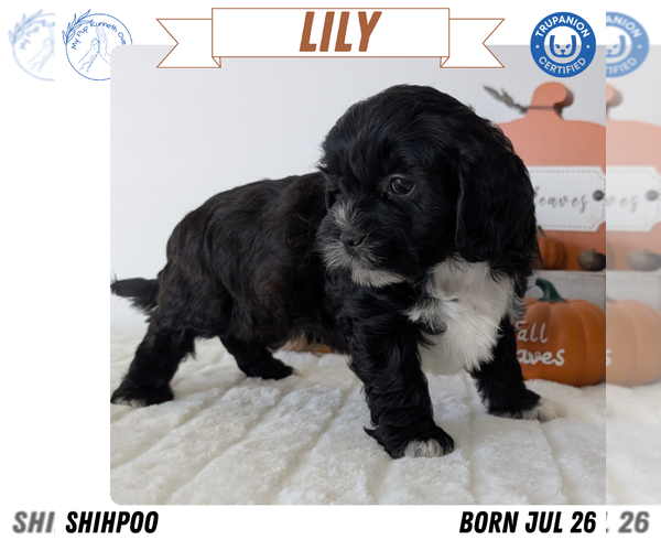 Medium Photo #10 ShihPoo Puppy For Sale in GOSHEN, IN, USA
