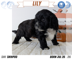 Small #9 ShihPoo