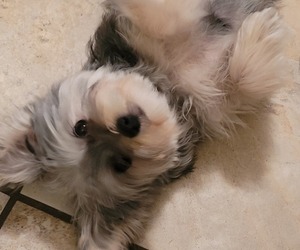 Yorkshire Terrier Puppy for sale in TOWN N COUNTRY, FL, USA