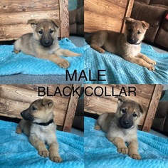 German Shepherd Dog Puppy for sale in HUNTINGTON, IN, USA