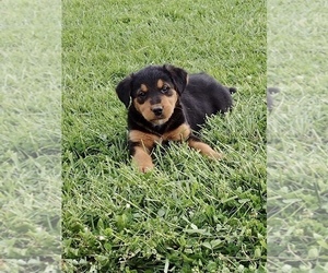 Airedale Terrier-Bernese Mountain Dog Mix Puppy for Sale in MCCONNELSVILLE, Ohio USA