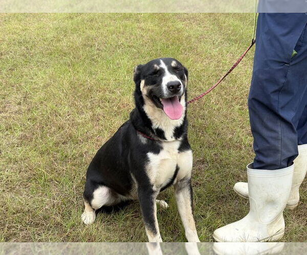 Medium Photo #4 Siberian Husky-Unknown Mix Puppy For Sale in Rockaway, NJ, USA
