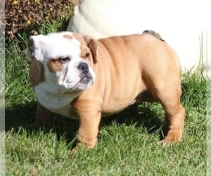 Bulldog Puppy for sale in MARSHFIELD, MO, USA
