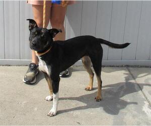 German Shepherd Dog-Unknown Mix Dogs for adoption in Louisville, KY, USA