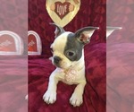 Small Photo #19 Boston Terrier Puppy For Sale in MINERAL WELLS, WV, USA
