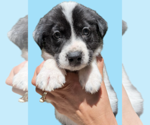 Mutt Dogs for adoption in Rockville, MD, USA