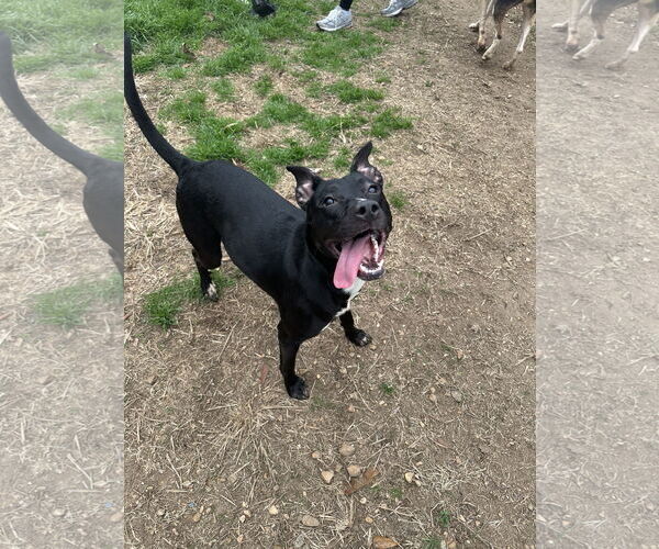 Medium Photo #2 Mutt Puppy For Sale in Jackson, MS, USA