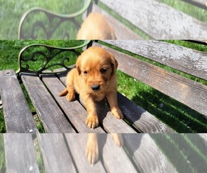 Maltese Puppy for sale in LEON, KS, USA