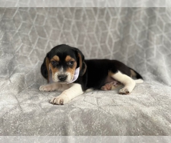 Medium Photo #8 Beagle Puppy For Sale in LAKELAND, FL, USA
