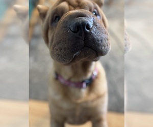 Chinese Shar-Pei Puppy for sale in EAU CLAIRE, WI, USA