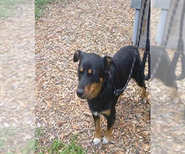 Medium Photo #1 Cardigan Welsh Corgi-Rottweiler Mix Puppy For Sale in Fort Lauderdale, FL, USA
