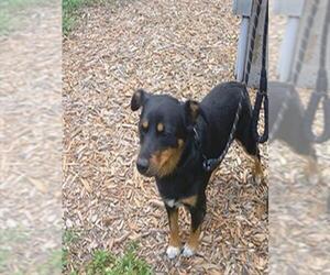 Cardigan Welsh Corgi-Rottweiler Mix Dogs for adoption in Fort Lauderdale, FL, USA
