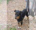 Small Cardigan Welsh Corgi-Rottweiler Mix