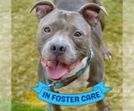 CHARLOTTE - Female American Staffordshire Terrier-Unknown Mix Dog for Adoption - Small photo