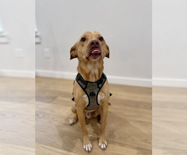 Medium Photo #4 American Pit Bull Terrier-Chihuahua Mix Puppy For Sale in McKinney, TX, USA