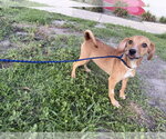 Small #2 Black Mouth Cur Mix