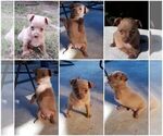 Small Photo #2 Chihuahua Puppy For Sale in ARANSAS PASS, TX, USA