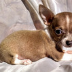 Small Photo #2 Chihuahua Puppy For Sale in MOUNT DORA, FL, USA