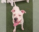 Small Bullypit