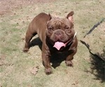 Small Photo #1 American Bully Puppy For Sale in WOLCOTT, CT, USA